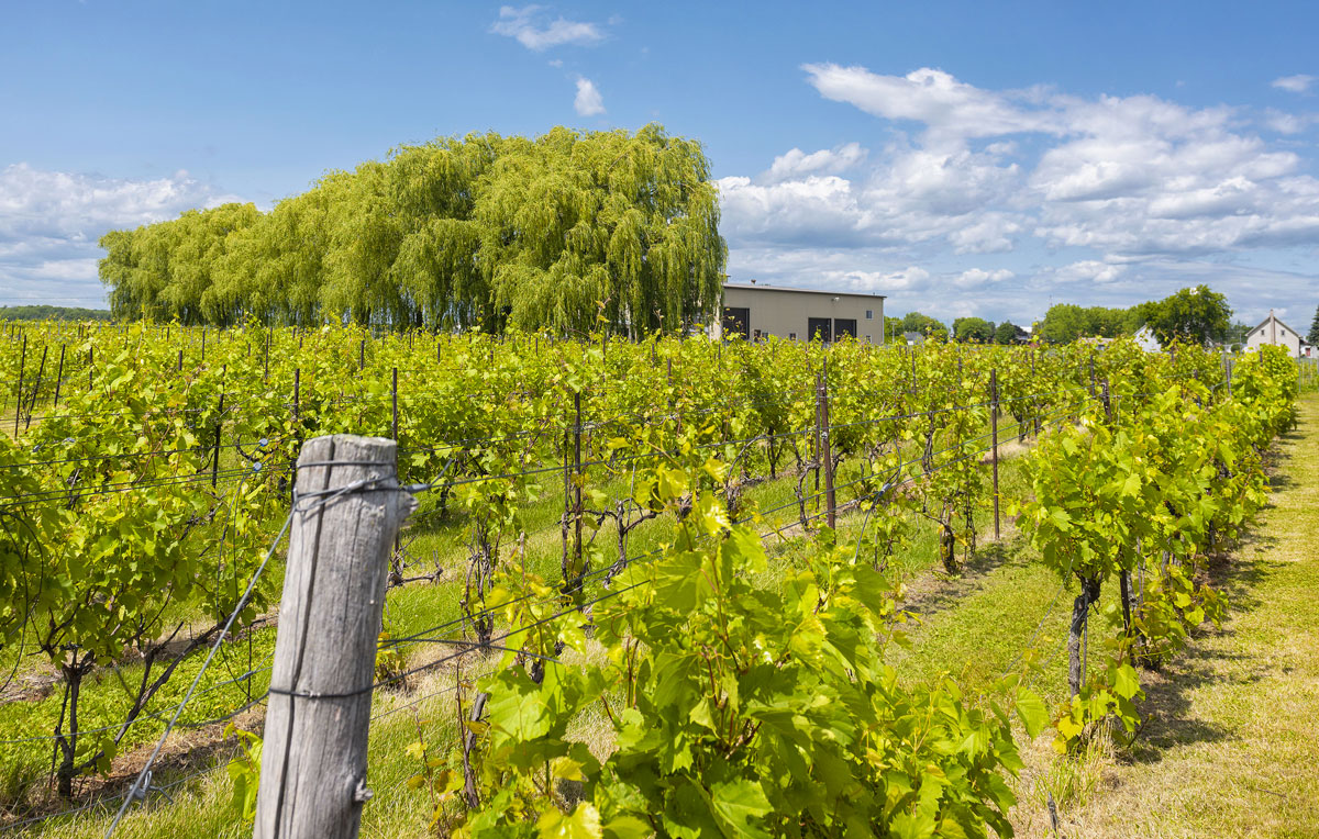 Vignoble Saint-Simon | Vignes, cépages et terroir